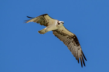 osprey in flight