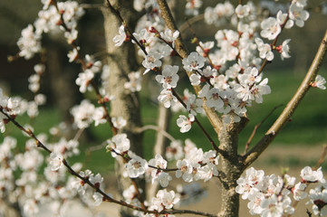 Spring in the garden