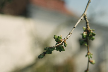 Spring in the garden