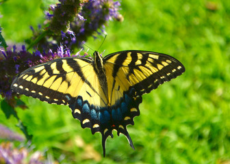 Closeup of an Eastern Tiger Swallowtail butterfly on an annise hyssop flower stalk.   