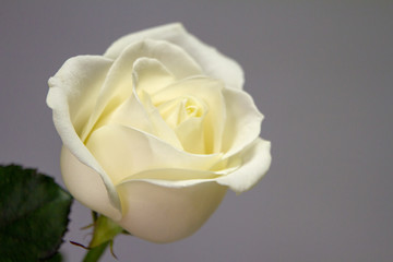 Extremely close up frame of a white rose on a gray background, greeting card or concept