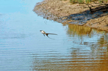 Swallow flying on the lake     