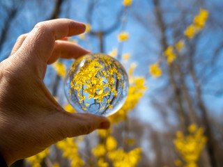 first spring forsythia through a crystal ball