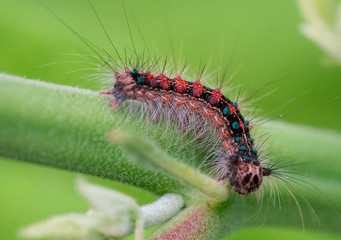 Macro picture of a very beautiful caterpillar with various colors and hairs on a leaf