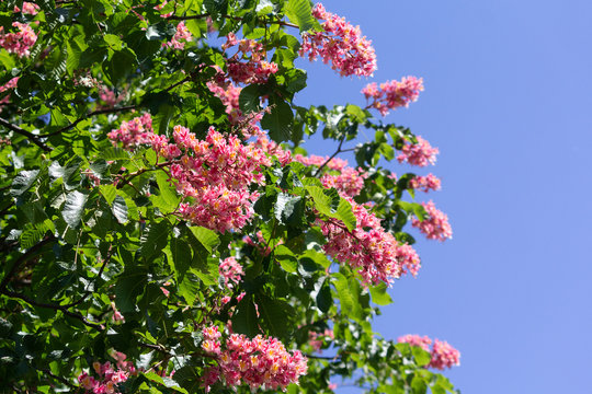 Pink flowers chestnut tree in spring in garden. Nature