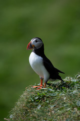 Puffin on Grass