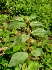 Close up Euphorbia hirta (Garden spurge, Asthma weed, Snake weed, Milkweeds). Showing round tuft of...