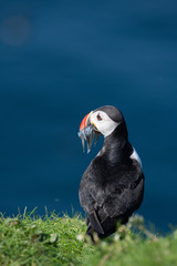 Puffin with fish in Mouth