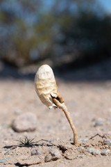 Desert False Shaggy Mane Mushroom (Podaxis pistilaris) growing out of soil in the Mojave Desert outside Boulder City, Eldorado Valley, Clark County, Nevada © Dominic Gentilcore
