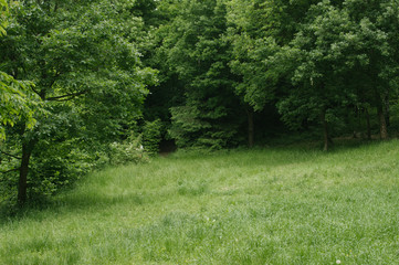 On the way to the cabin, hidden in the woods