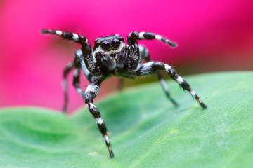 jumping spider in colombia