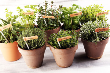Homegrown and aromatic herbs in old clay pots. Set of culinary herbs. Green growing sage, oregano, thyme, savory, mint and oregano with lavender with labels