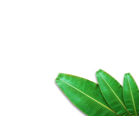 banana leaf isolated on white background, File contains a clipping path. natural green banana leaf fresh