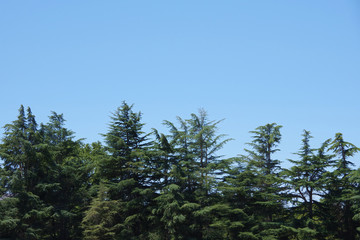 Fototapeta premium Tops of a row of fir trees under blue sky