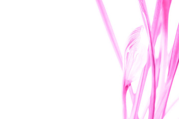 Pink crocus flower. Isolated white background. Art card.