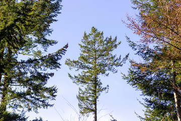 Tall tree against a blue sky in Tyrebagger forest