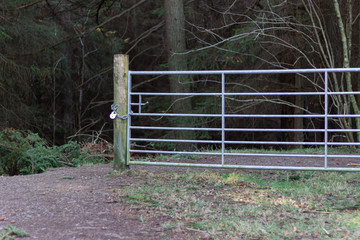 Metal gate and padlock in the forest, Tyrebagger woods
