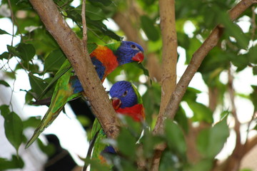 rainbow lorikeet parrot in tree