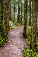 Footpath in the wild forest after wet snow
