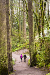 Man and a woman walk along a footpath in a wild forest with moss in the trees.