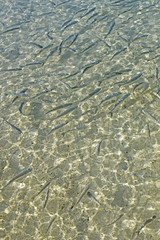 Abstract of many fish in shallow sea water with sunlight on water