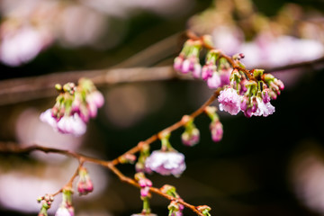 Cherry Tree Blossom