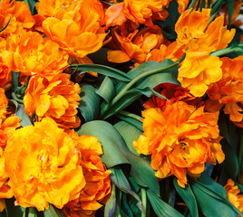 bunch of tulip flowers close up for background, flowerbed untypical macro, many petails bright colored