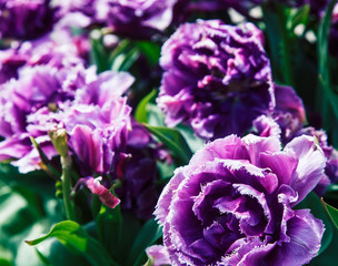Obraz premium bunch of tulip flowers close up for background, flowerbed untypical macro, many petails bright colored