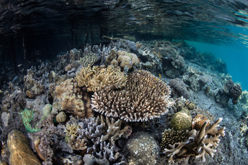 Naklejka na ściany i meble Reef-building corals thrive on the edge of a mangrove forest in Raja Ampat, Indonesia. This remote, tropical region is likely the epicenter of marine biodiversity on Earth.