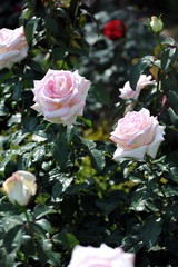 旧古河庭園の洋館で咲く白いバラの花