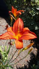 orange lily in garden