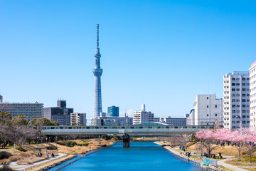Obraz premium (東京都ｰ都市風景)春の旧中川から見るスカイツリー３