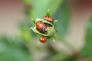 ladybug on a green flower bud leaf