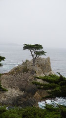 tree on the rocks on the beach