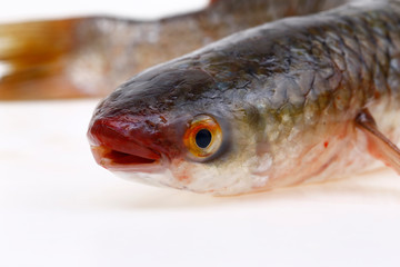 A fresh barracuda, on a white background