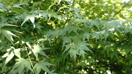 hemp leafs