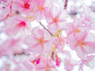 【静岡県伊豆の国市】満開の桜【河津桜】