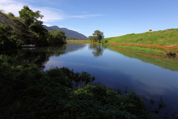 彼岸花の咲く川