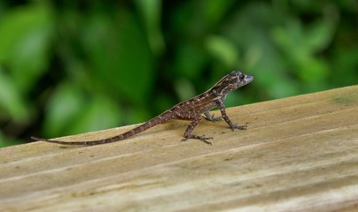 Dominica – Lizard at Trafalgar Falls