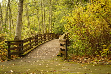 wooden bridge in the forest