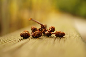 pine cone on a branch