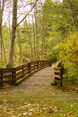 wooden bridge in the forest