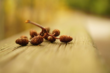 pine cone from a tree