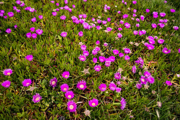 purple flowers in the garden