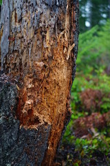 bark of a tree