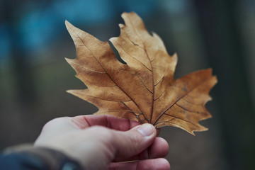 Closeup of the hand of a man who is holding a dry leaf on a cloudy autumn day.