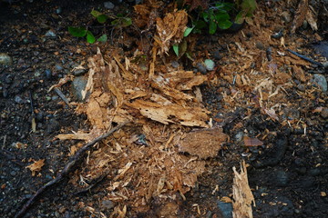 bark from a tree on the ground