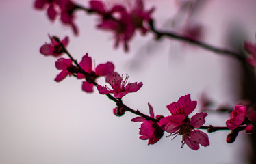 cherry blossom on a background of blue sky