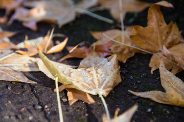 autumn leaves on the ground