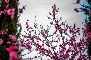 pink flowers in spring